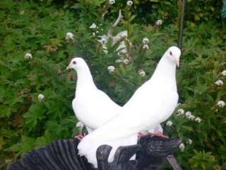 weiße Tauben (Pfauenschwänze) und gefleckte Tauben in Nordrhein 