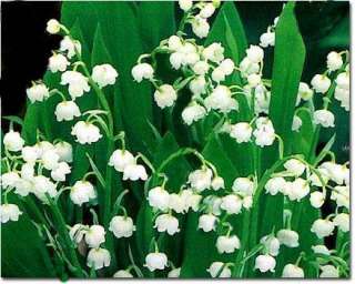 20 White Lily of the Valley Plants Very Fragrant  