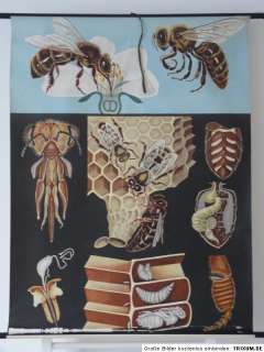 70er Lehrkarte Schultafel Hagemann Biologie Honigbiene Biene  