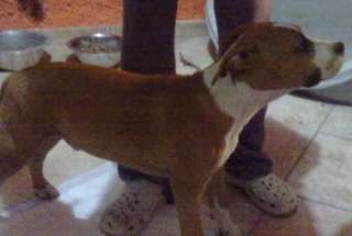 Allevamento Raynovstaff Amstaff a Carini    Annunci