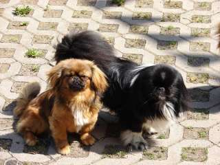 Pekinesen Welpen aus eigener Zucht in Thüringen   Barchfeld  Hunde 