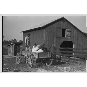  Photo Fertilizer for Nolan Pettway, Gees Bend, Alabama 