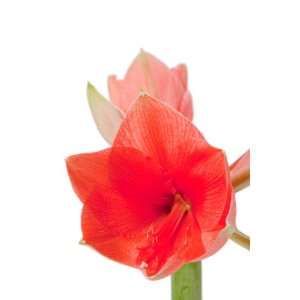 Orange Amaryllis Flowers   18 Stems Grocery & Gourmet Food