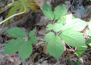    which is mostly concerned with wild North American ginseng