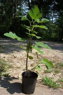 Celeste Fig Tree Plant Sweet Healthy Figs Trees NOW   