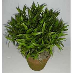    16 INDOOR / OUTDOOR Bamboo Plant SOLD OUT