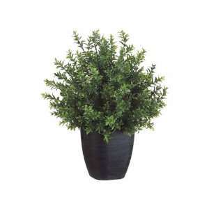  22 Mini Basil Plant
