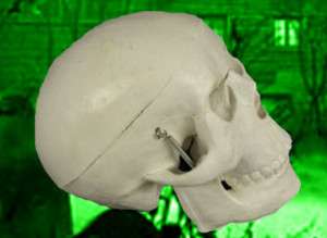 Baby Bucky Skeleton Skull Halloween Prop  