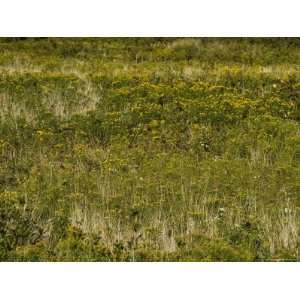  Field of Wildflowers and Weeds, Block Island, Rhode Island 