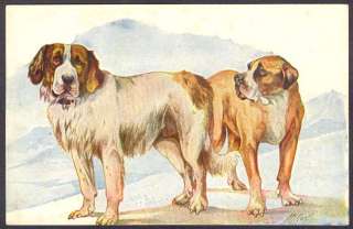   Norfini Beautiful Saint Bernard & Boxer Dogs Postcard. L@@K. See Scan
