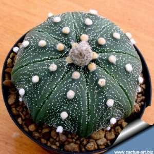    Astrophytum Asterias Cactus Seeds   20 Seeds Patio, Lawn & Garden