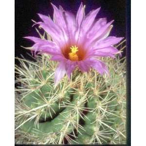  Thelocactus Bi Color Cactus 10 seeds $2.99 Patio, Lawn & Garden