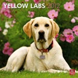  Yellow Labrador Retrievers 2012 Wall Calendar 12 X 12 