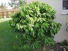 coffee plant seeds coffee arabica tropical plant one pound of