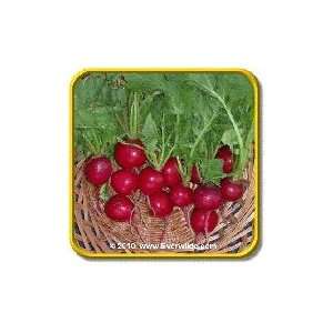  1/4 Lb   Cherry Belle   Bulk Radish Seeds Patio, Lawn 