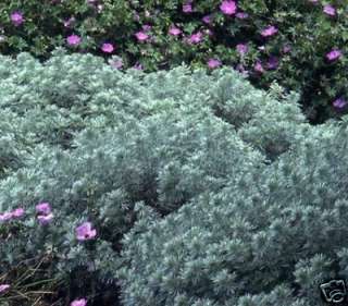 Artemisia, Silver Mound, 1 gal, Live Plant  