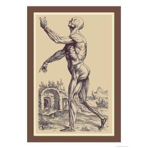   Muscles Giclee Poster Print by Andreas Vesalius, 9x12