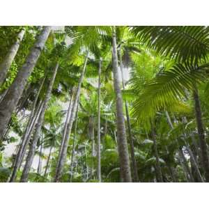 Queensland, Fraser Island, Tropical Palms in the Rainforest Area of 
