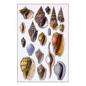  Vintage Art Shells Trachelipoda #6   11726 5