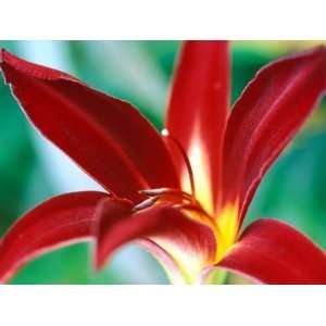  Hemerocallis Holly Dancer, Close up of Red Flower Head 