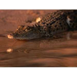  Juvenile Freshwater Crocodile, Kakadu National Park 