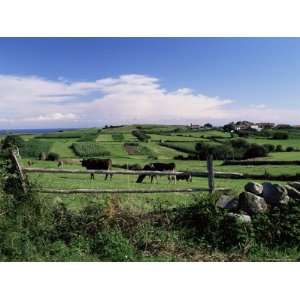 Cattle in Field, Santa Mera, Near Villaviciosa, Costa Verde, Asturias 