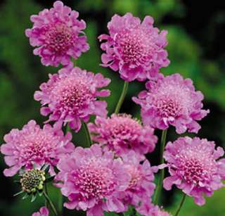 Pink Diamonds Pincushion Flower   Scabiosa   Long Blooming   Potted 