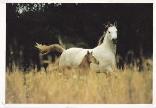 ARABIAN HORSE POSTCARD MARE FOAL GABRIELE BOISELLE  