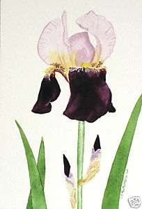 Stachowic flower watercolor realism Bearded iris purple  