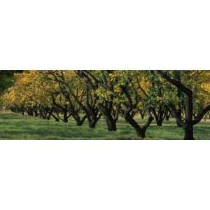  Row of Trees in Fruit Orchard, Capitol Reef National Park 