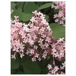    LILAC TINKERBELLE / 1 gallon Potted Patio, Lawn & Garden