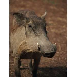 Warthog, Mole National Park, Ghana, West Africa, Africa Photographic 