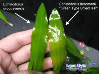 Ech. Green Type Broad leaf   water plants Fissidens ph  