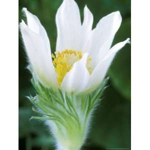 Close up of Partly Opened White Flower, Downy Calyx, Pulsatilla 