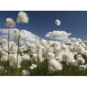 Cotton Grass Seed Heads Whip in the Wind, Paxon Alaska Photographic 