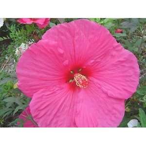 HARDY HIBISCUS AQUARIAN FLEMING HARDY / 1 gallon Potted 