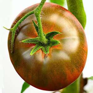   ORGANIC Black Krim Tomato   Live Starter Plants   Qty 4  