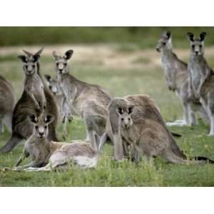 Alert Mob of Eastern Grey Kangaroos Standing and Lying Down, Australia 