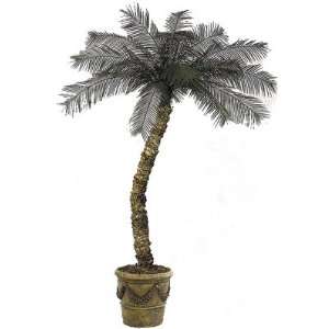  10 OUTDOOR Cycas Palm Tree