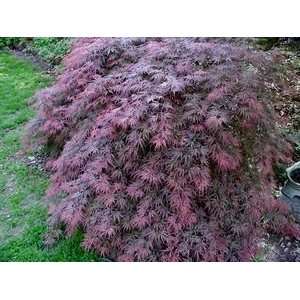  JAPANESE MAPLE WEEPING ORANGEOLA / 2 gallon Potted 