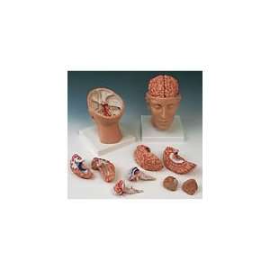 PT# LZ01163U Deluxe Brain with Arteries on Base of Head by Nasco (sold 