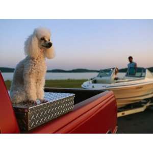  A Poodle Sits on a Metal Toolbox in a Truck Bed Stretched 