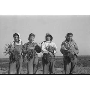  Photo Mexican girl, carrot worker, Edinburg, Texas