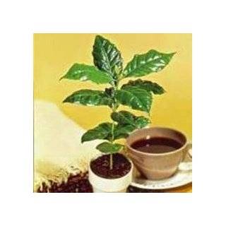  Kona Coffee Bean 10 Tree Seeds  Coffea Gourmet Tropical 