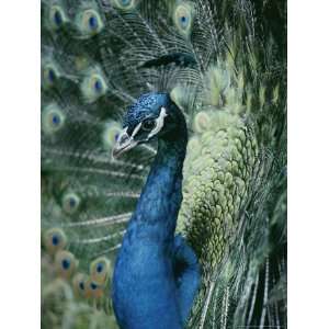  Peacock with its Tail Feathers Spread National Geographic 