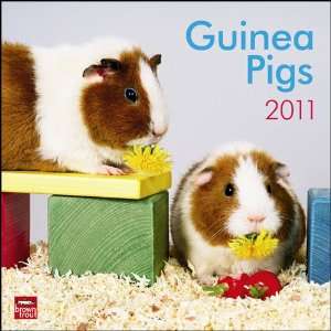  Guinea Pigs 2011 Wall Calendar 12 X 12