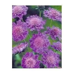  PINCUSHION FLOWER BUTTERFLY BLUE / 1 gallon Potted 