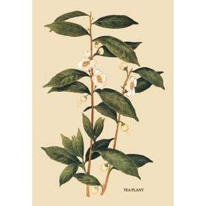   printed on 20 x 30 stock. Tea Plant #1 