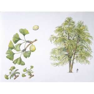  Maidenhair Tree (Ginkgo Biloba) Plant with Flower, Leaf 