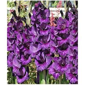 Gladiolus   Purple Flora bulbs